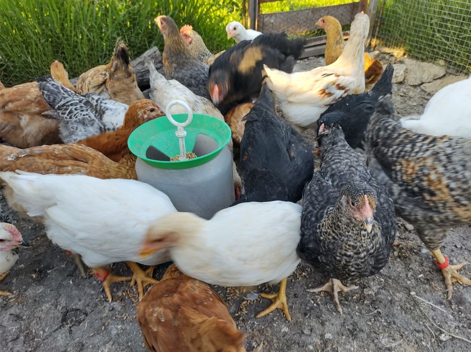 Пиленца на месец и половина