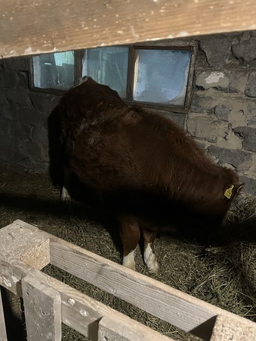 Продам корову с 2 телятами.