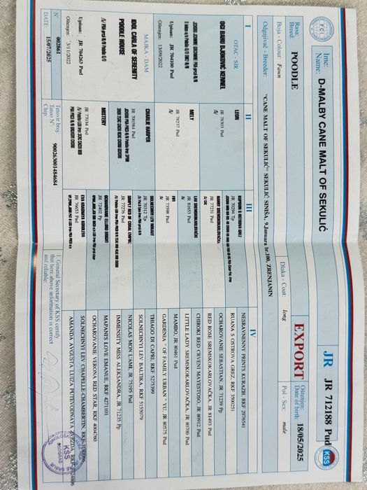 Poodle caniche maro pitic