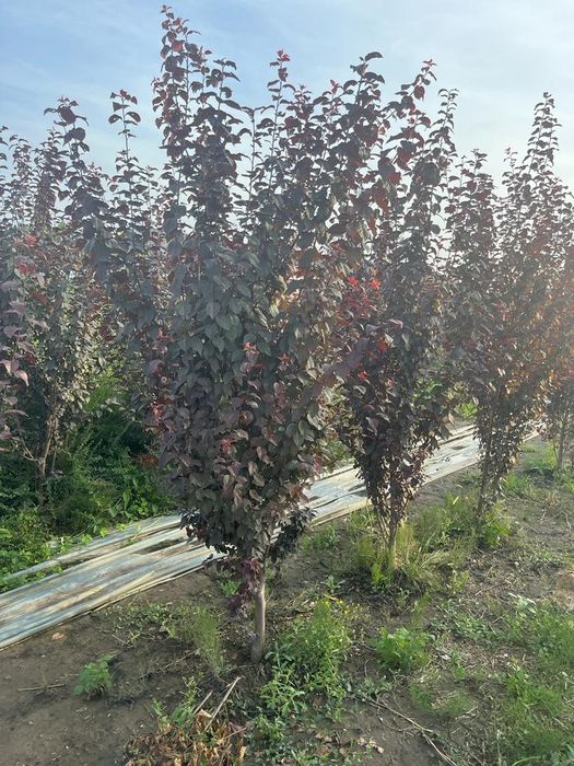 Plante pentru gradina/spatii verzi