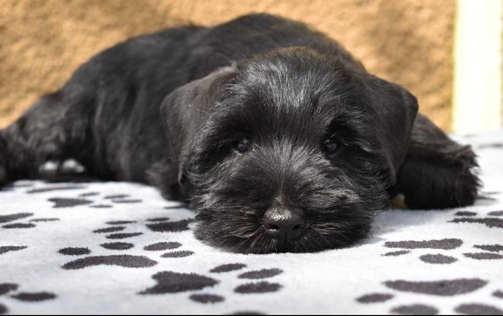 Schnauzer pitic negru