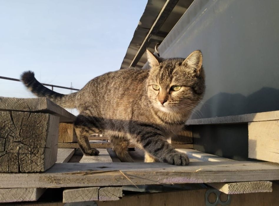 Кошечка в добрые руки