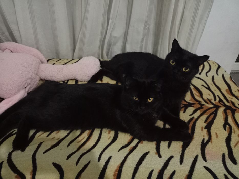 Отдам в добрые руки