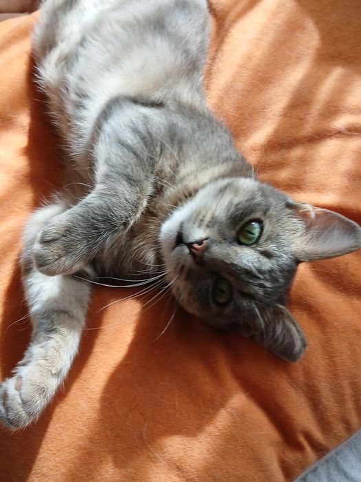 Подарявам котка - Синьо Таби, женска, кастрирана