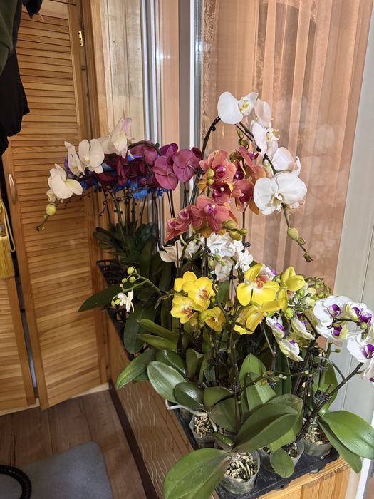 Орхидеи 9 сортов