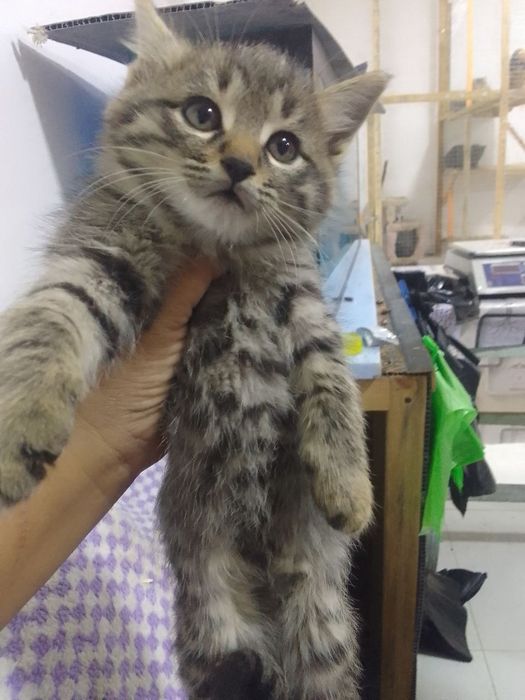 150 mingdan muwukchalar