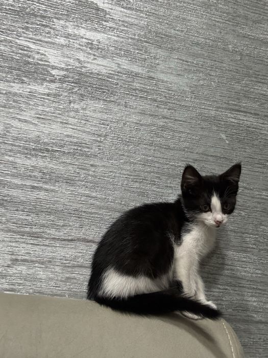 Котик бесплатно черненький