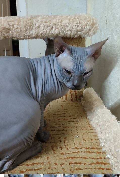 Сфинкс канадский, кот 7 месяцев