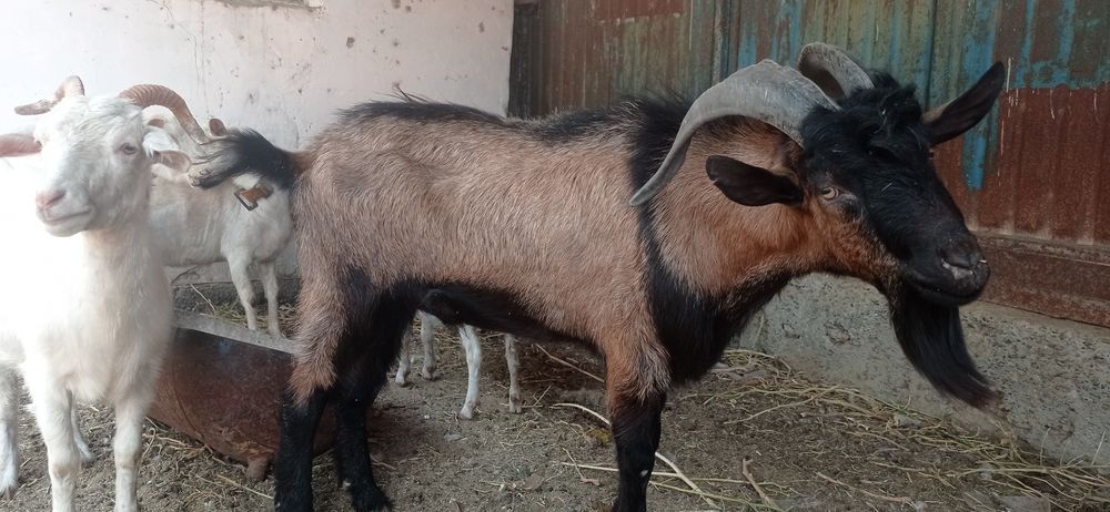 Альпи француз теке