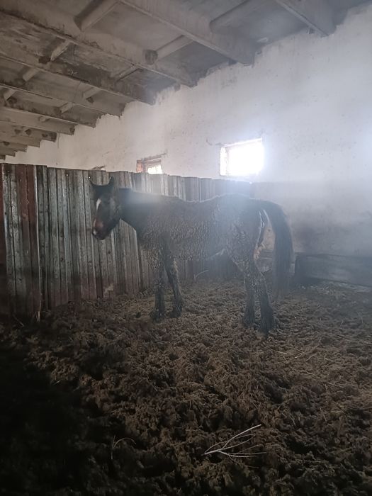 Дөнежін байталдар