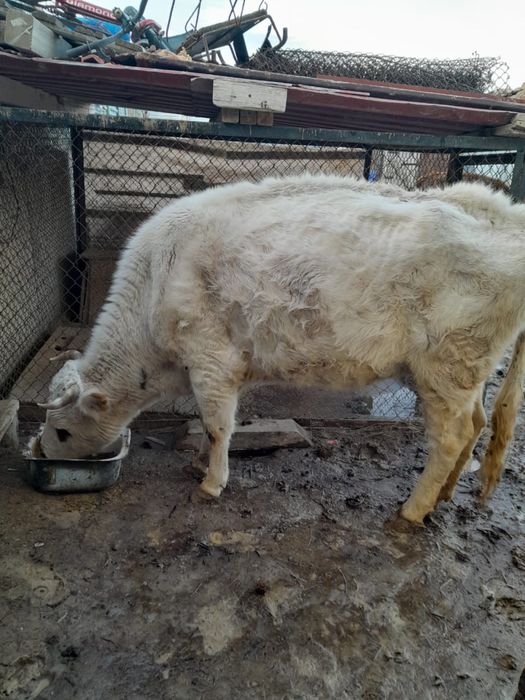 Сиыр сатылады 4 туган