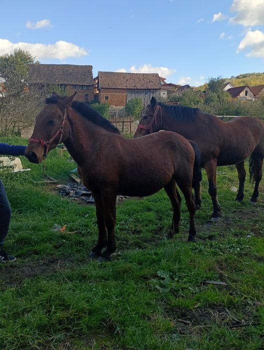 Manz de vânzare vârsta de 11 luni