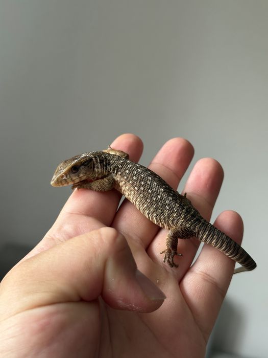 Vand pui Varan De Savana
