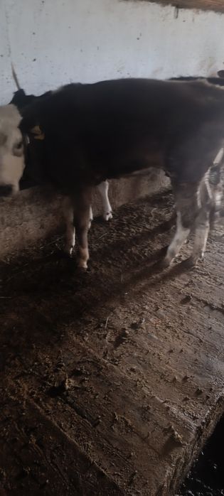 Продам 6 телки цена 320.000