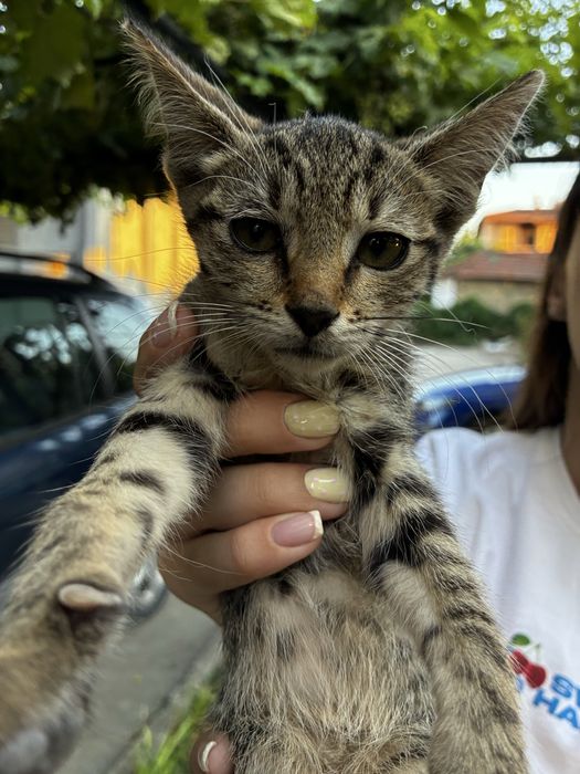 Две котенца търсят дом