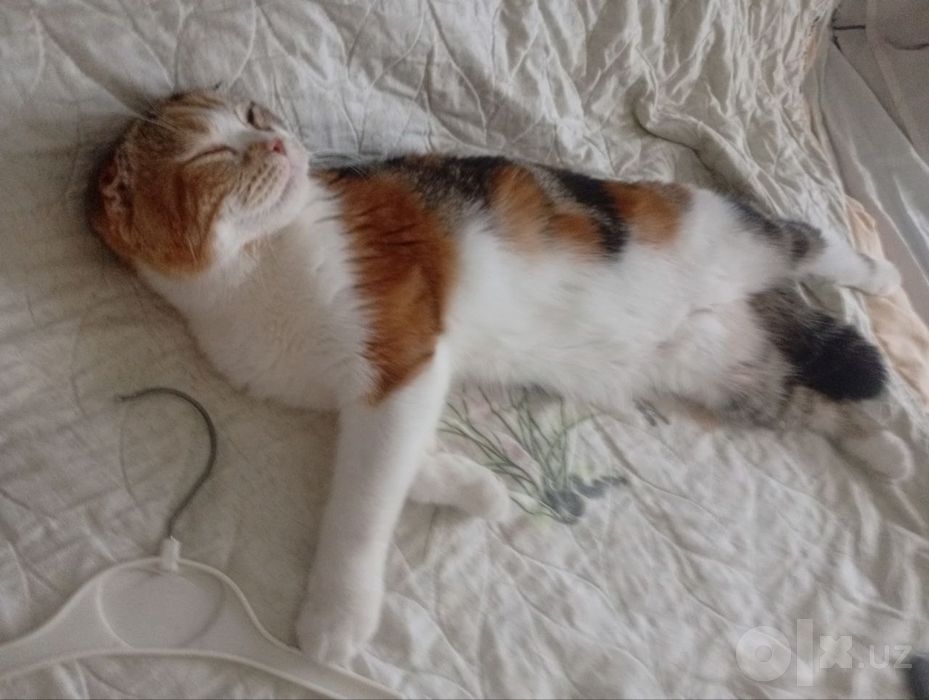 Котенок скотиш фолд