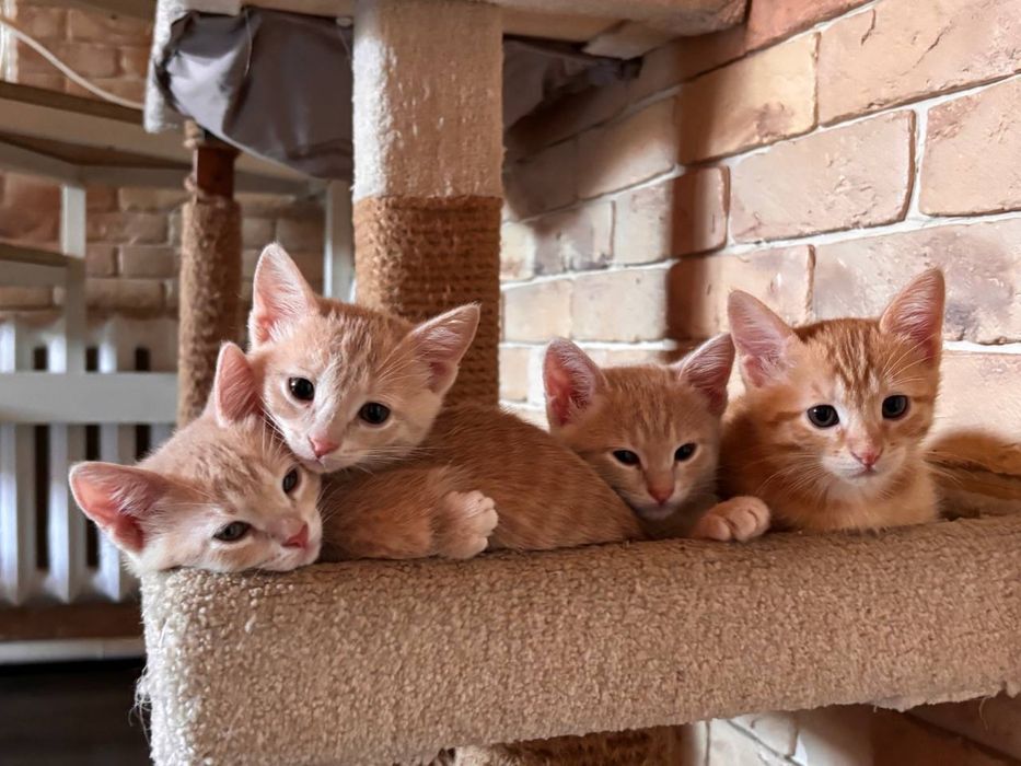 Котята крысоловы