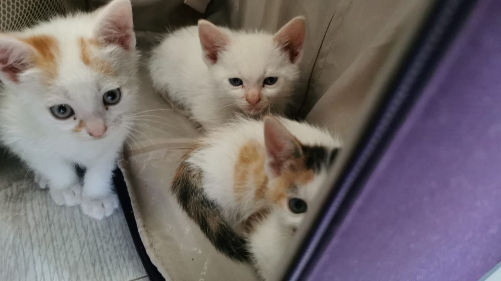 Pisica de adoptat