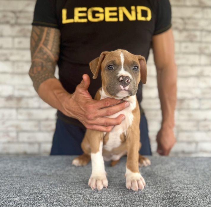 Femelă Amstaff cu pedigree