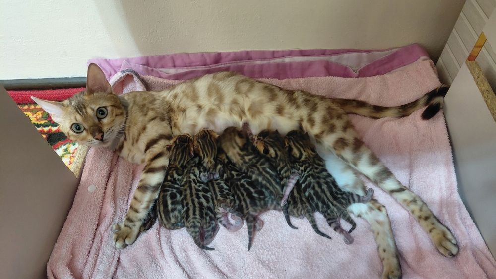 Бенгал тозза зот