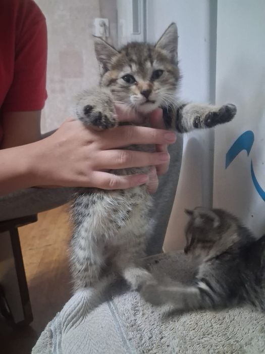 Самые красивые котята