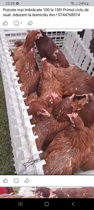 Puicute outoare de vanzare