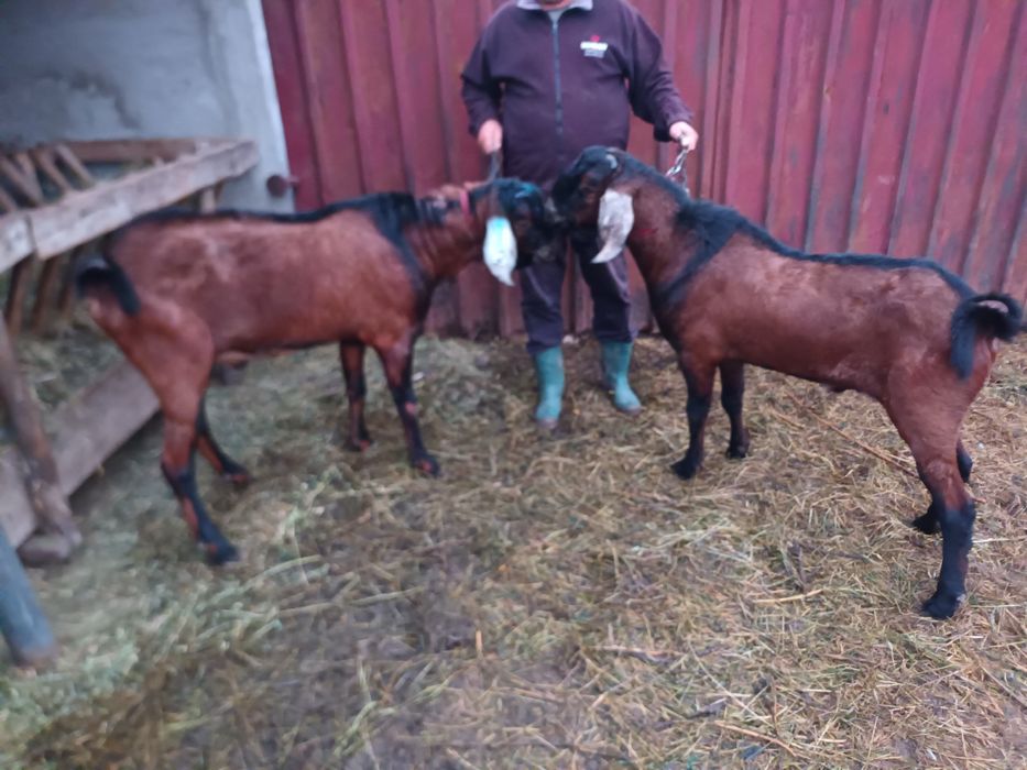 Vand Tap anglo-nubian