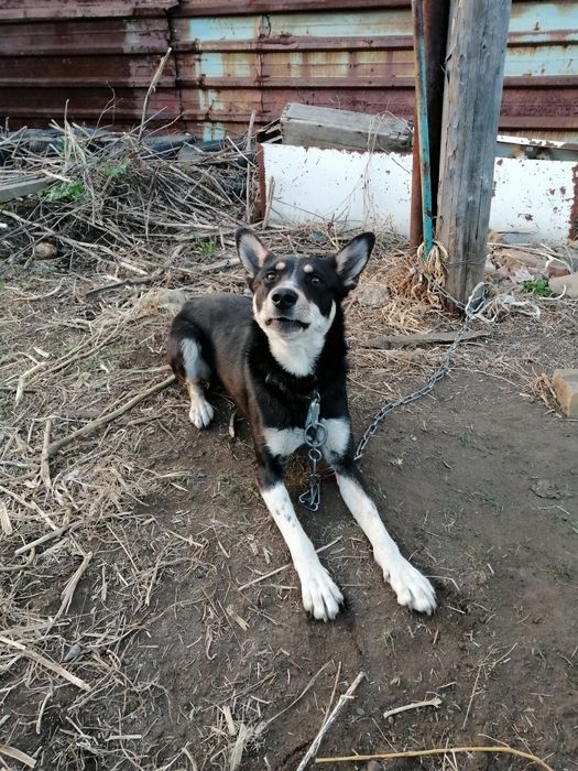 Молодой пёсик ищет дом