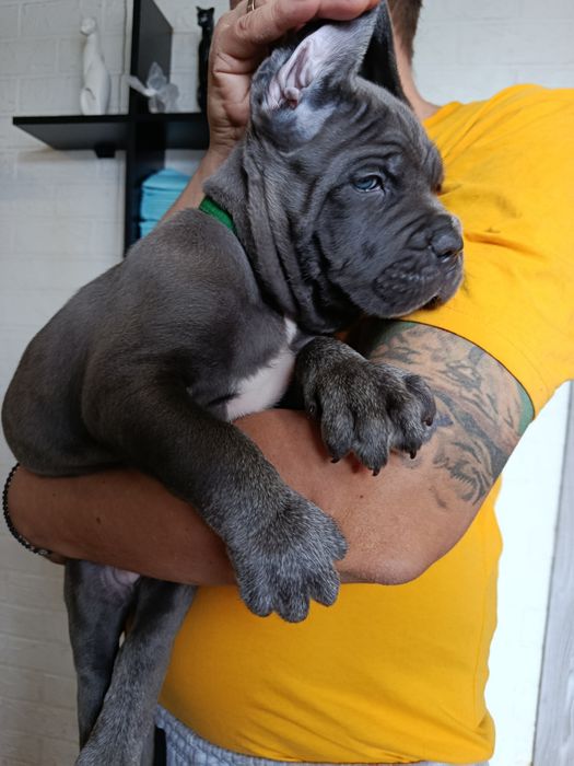 Щенки Кане Корсо