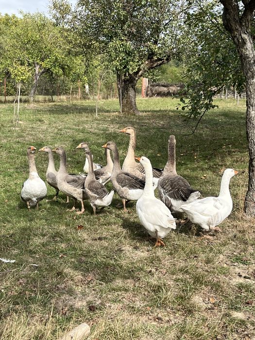 Vând gâște toulouse
