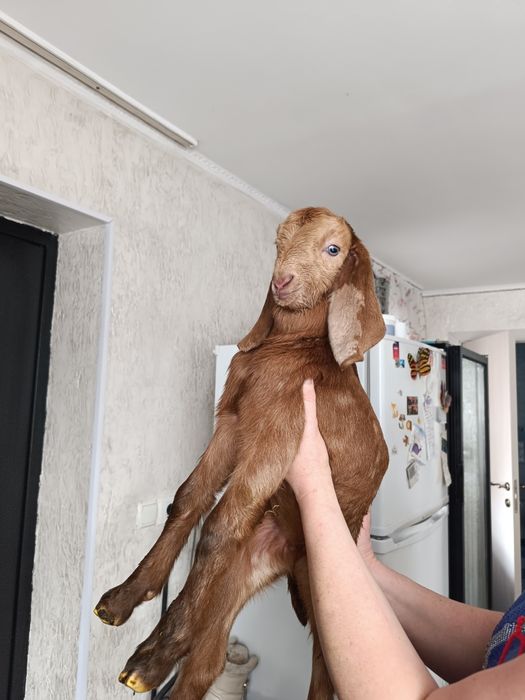 Козлята камори продаются