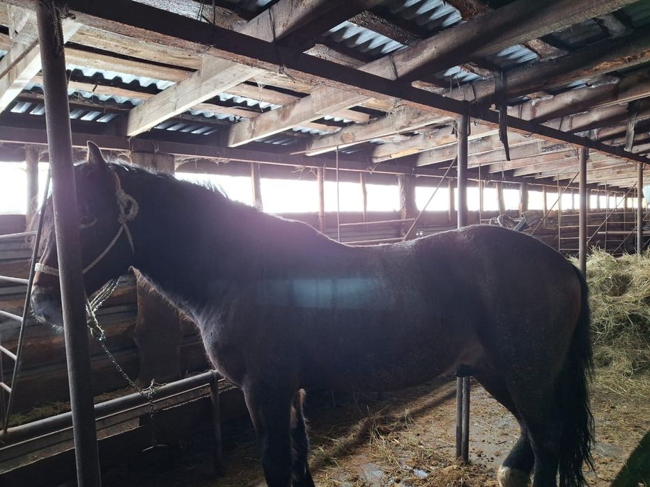 Айгыр 8 лет мощный