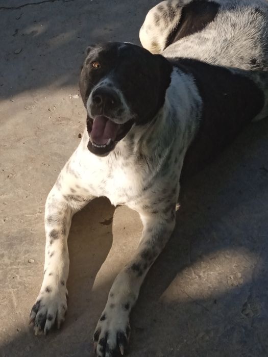 Продам АЛАБАЙ девочка 10 месяцев рост 70см вес 65кг