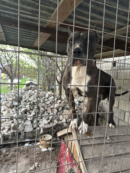 Питбуль Мерль Вязка ВЯЗКА!!!