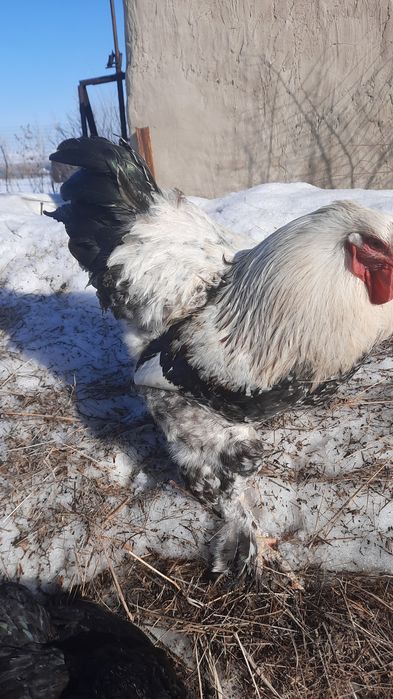 Петуххххх  Брама