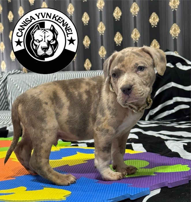 Mascul amstaff blue merle