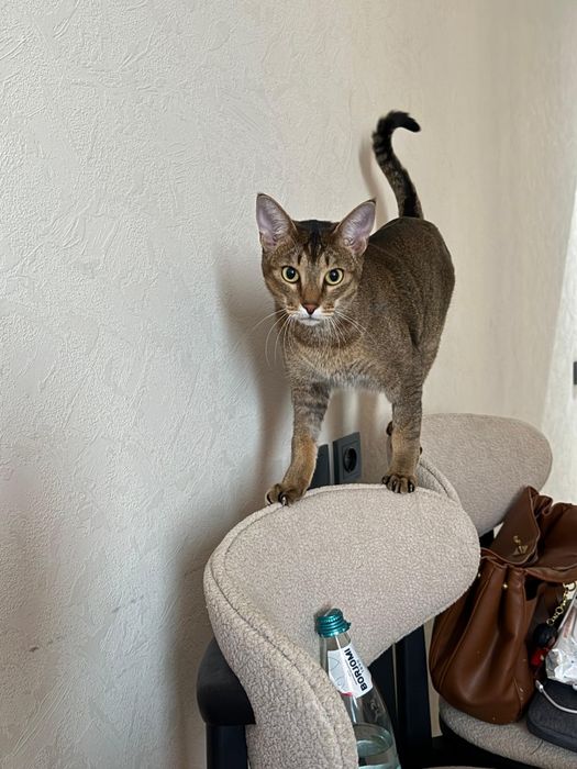 Отдам в хорошие руки