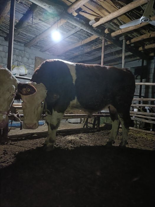 Smental novvos zotdor toza