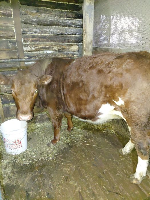 Продам Тёлочку белоголовую