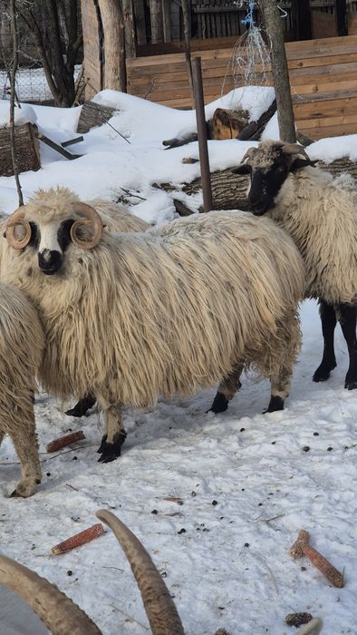 Vând berbec de anu trecut