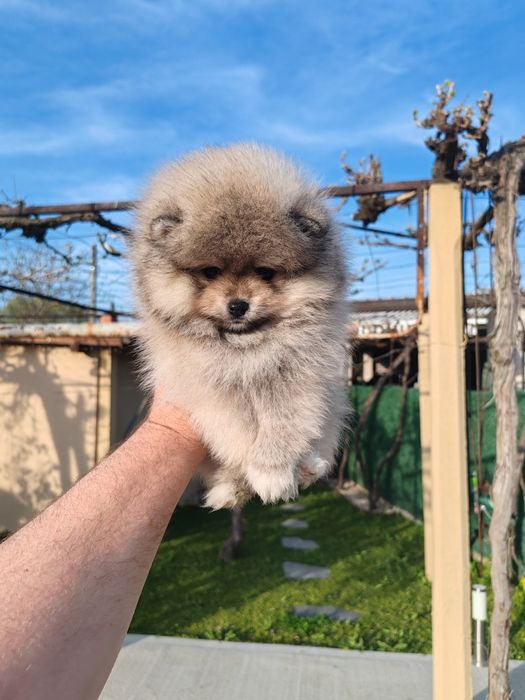 Померан мини мъжко и женско