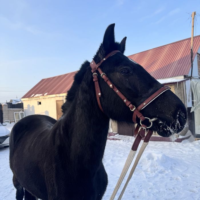 Продам кобылу жеребая