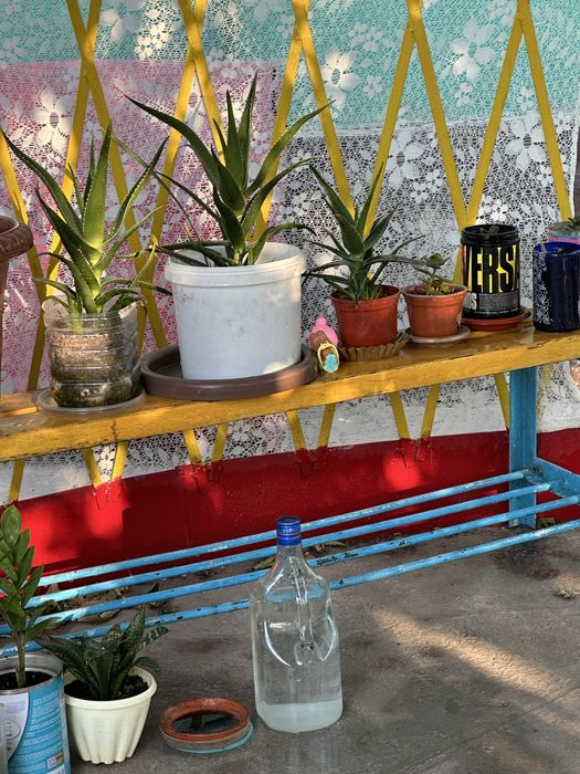 Гүлдер цветы комнатные растения