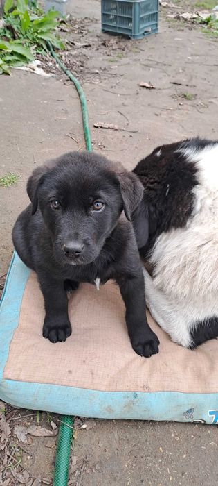 Каракачанка/ лабрадор