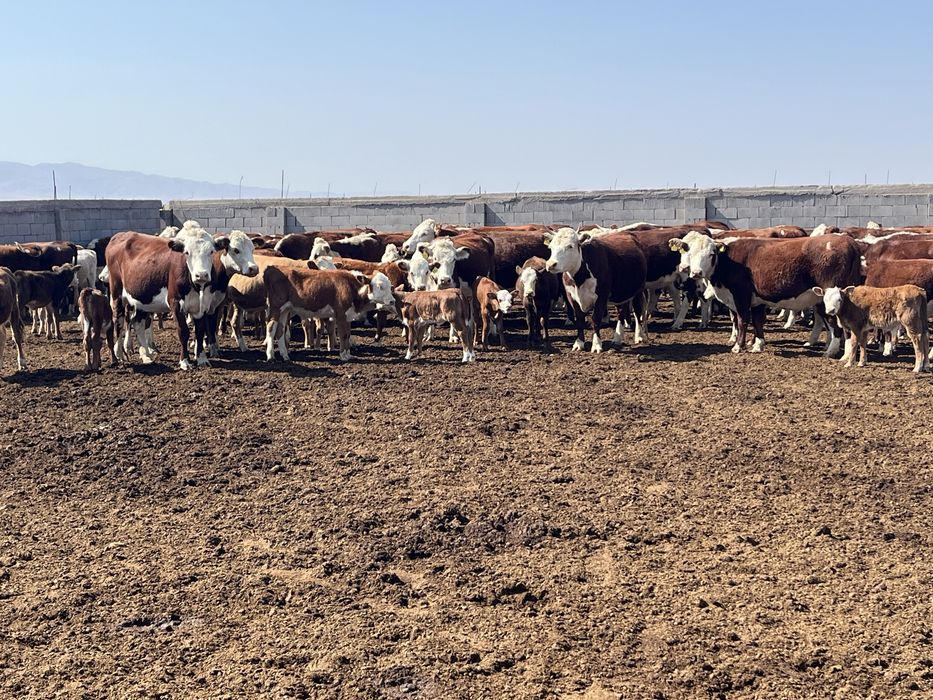 Буаз Акбастар племенной