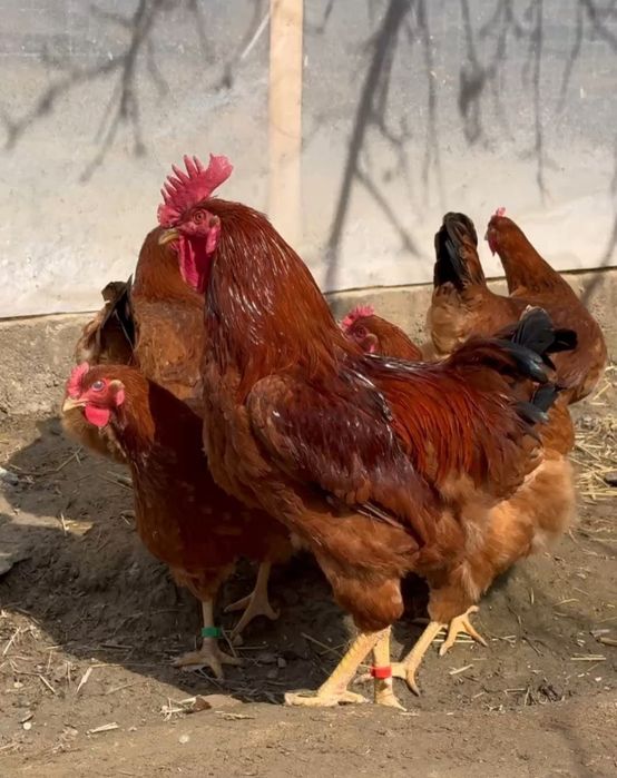 Ханхяп тухумлариги заказ оламиз