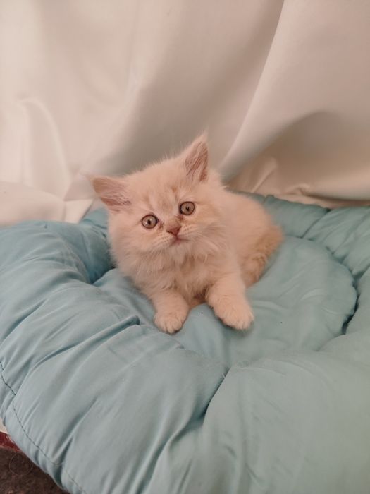 Продаются котята