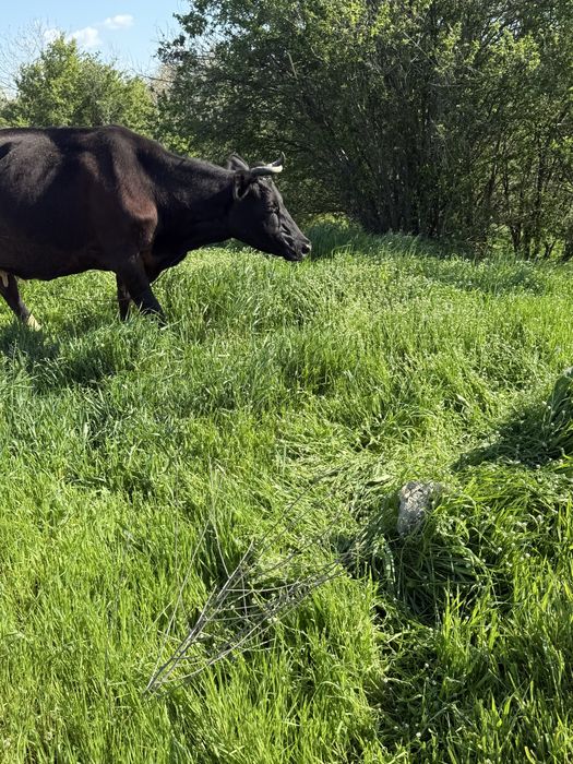 Vand vaca  cu 7 viței