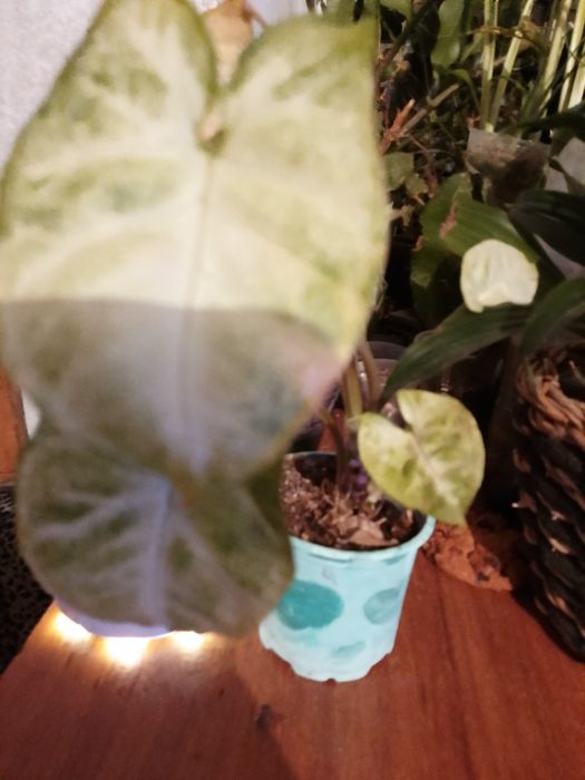 Цвиточик  Сингониум