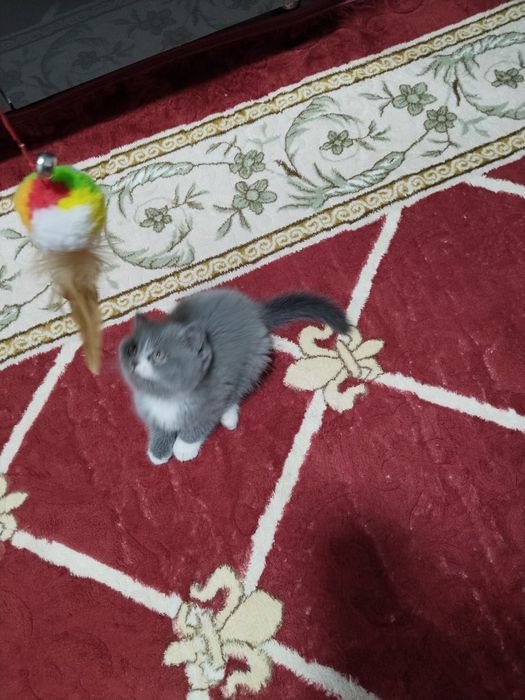 Mushukcha sotiladi judayam aqilliy va chiroyli